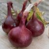 Onion Red Baron