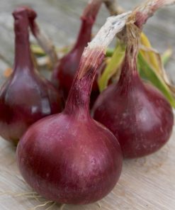 Onion Red Baron