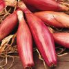 Onion Rossa Lunga Di Ferenze