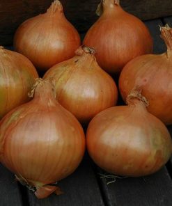 Onion Spirit H