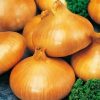 Onion Stuttgarter Riesen
