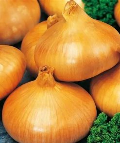 Onion Stuttgarter Riesen