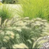 Ornamental Grass Feathertop grass