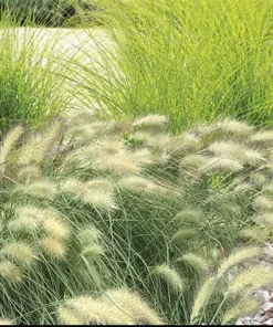 Ornamental Grass Feathertop grass