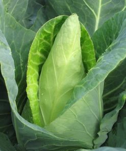 Cabbage Oxeheart Cabbage Caraflex F1