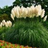 Ornamental Grass Pampas Grass
