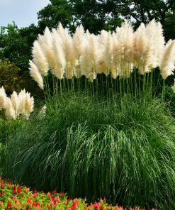 Ornamental Grass Pampas Grass
