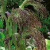Ornamental Grass Violet Panic Grass