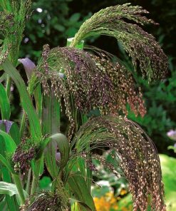 Ornamental Grass Violet Panic Grass