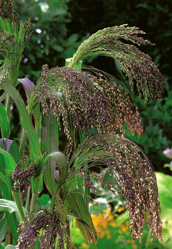 Ornamental Grass Violet Panic Grass