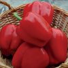 Pepper California Wonder R