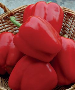 Pepper California Wonder R