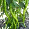 Pepper Lombardo