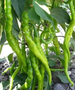 Pepper Lombardo