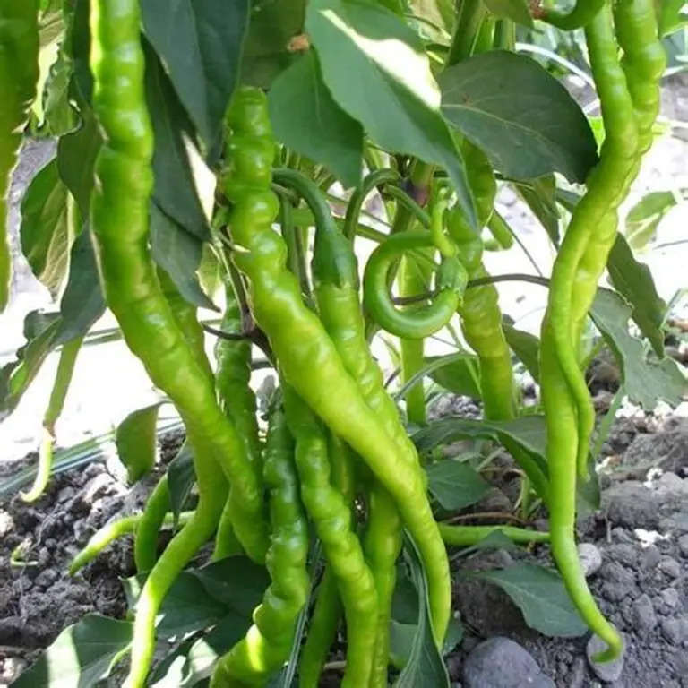 Pepper Lombardo