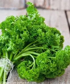 Parsley Astra Curly