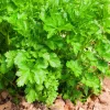 Parsley Gigante D'Italia