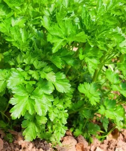 Parsley Gigante D'Italia