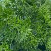 Parsley Leaf Munuette