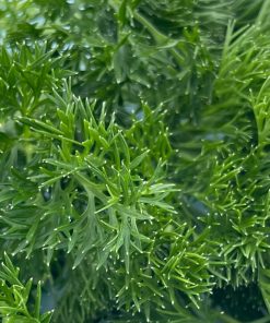 Parsley Leaf Munuette