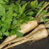 Parsley Root Arat
