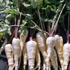 Parsnip Kamo