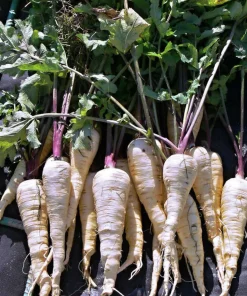 Parsnip Kamo