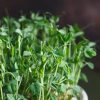 Peas Seeds Sprouts and Microgreens