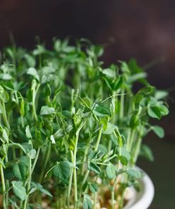 Peas Seeds Sprouts and Microgreens