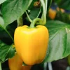 Pepper California Wonder Y