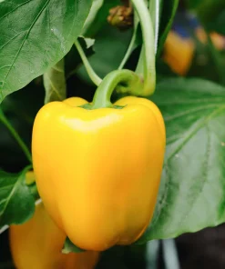 Pepper California Wonder Y