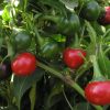 Pepper Koral