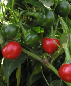 Pepper Koral