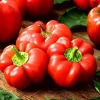 Pepper Sweet Topepo Rosso