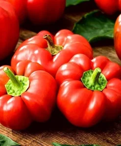 Pepper Sweet Topepo Rosso