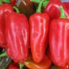 Pepper Tourmaline