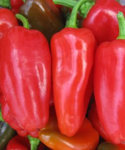 Pepper Tourmaline