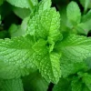 peppermint