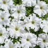 Petunia Aphrodite H