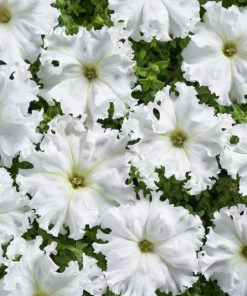 Petunia Aphrodite H