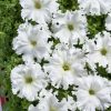 Petunia Aphrodite H