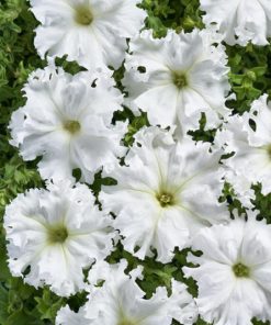 Petunia Aphrodite H