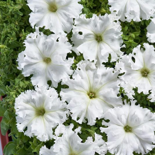 Petunia Aphrodite H