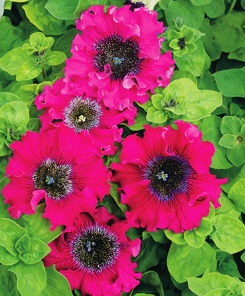 Petunia Bordeaux F1