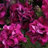 Petunia DUO F1 Burgundy