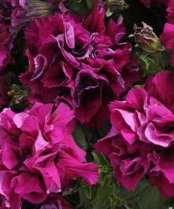 Petunia DUO F1 Burgundy