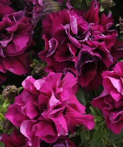 Petunia DUO F1 Burgundy