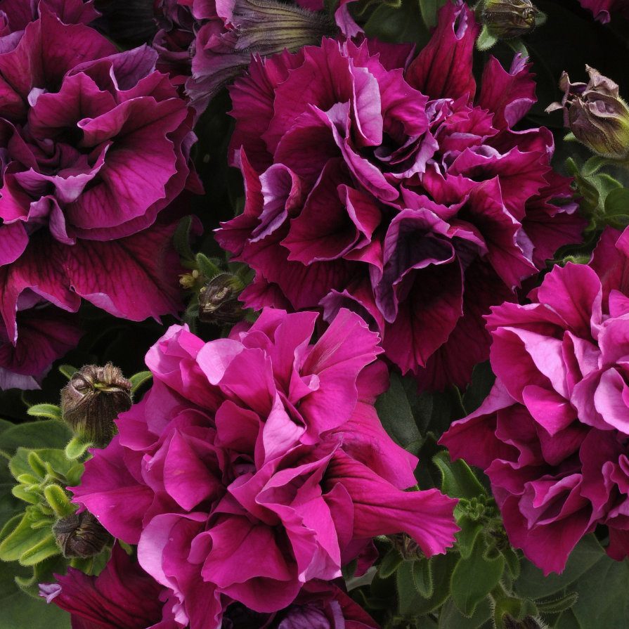 Petunia DUO F1 Burgundy