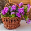 Petunia DUO F1 Purple