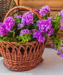 Petunia DUO F1 Purple